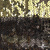 Трикотажное полотно, Сетка с пайетками, шир.130 см, #315, цв.-бронза/золото - купить в Великом Новгороде. Цена 693.39 руб.